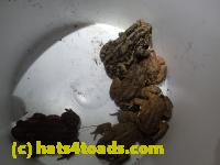 /home//u458753944/public_html/sourcegallery//Roxborough Toad Detour/2013-2019/2017/P4040671.JPG